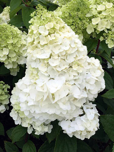 Hauptbild des Artikels "Rispenhortensie Magical Mont Blanc" aus der Kategorie "Hortensien"