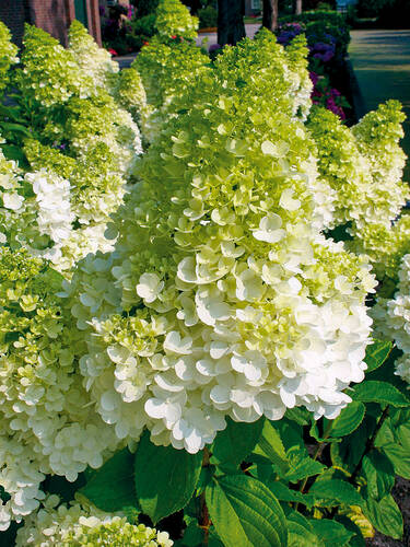 Hauptbild des Artikels "Rispenhortensie Magical Moonlight" aus der Kategorie "Hortensien"