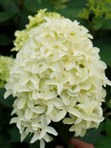 Ziergehlze - Rispenhortensie Skyfall-Hecke