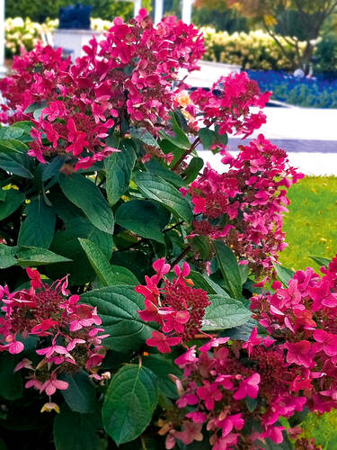 Hauptbild des Artikels "Rispenhortensie Wims Red" aus der Kategorie "Hortensien"