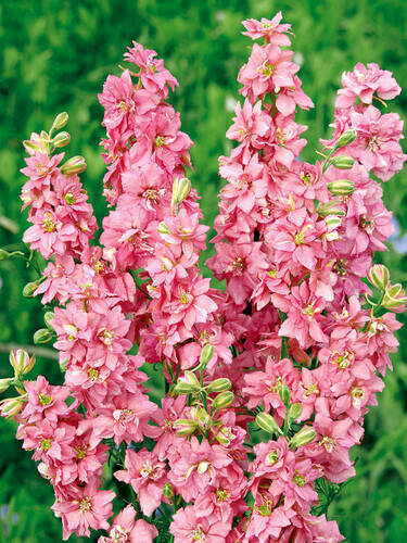 Hauptbild des Artikels "Rittersporn Astolat"