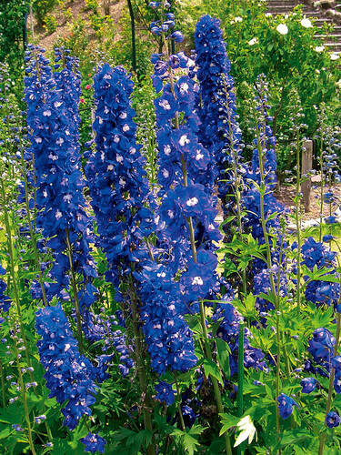 Hauptbild des Artikels "Rittersporn Blue Bird" aus der Kategorie "Pflanzen"