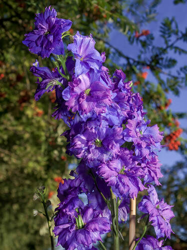 Hauptbild des Artikels "Rittersporn Highlander Sweet Sensation" aus der Kategorie "Pflanzen"