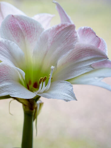 Hauptbild des Artikels "Ritterstern Apple Blossom"