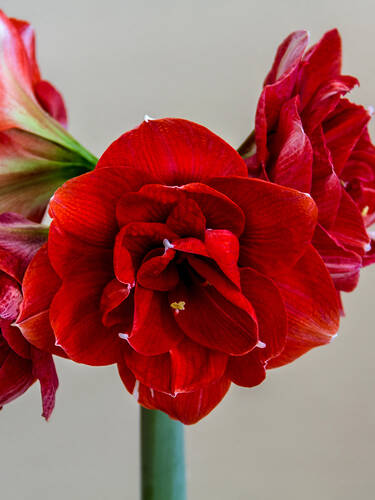 Hauptbild des Artikels "Ritterstern Red Peacock"