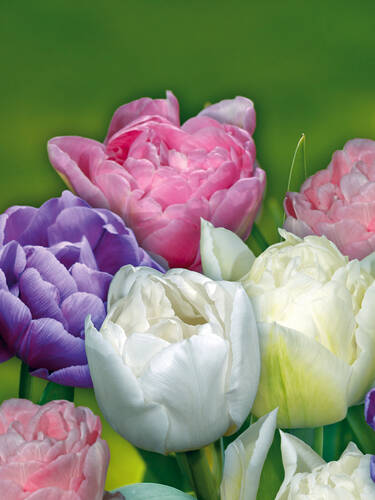 Blumenzwiebeln - Romantischer Tulpentraum in Pastell