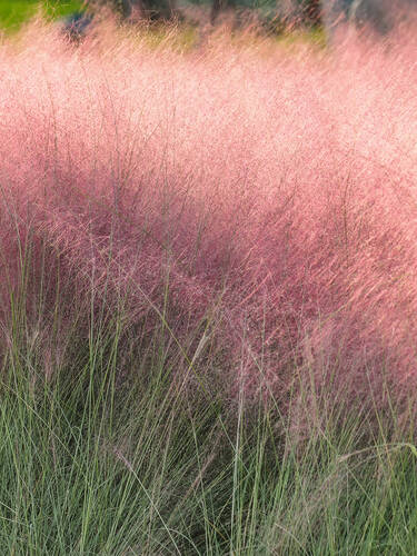Hauptbild des Artikels "Rosa Haargras Ruby"
