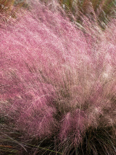 Hauptbild des Artikels "Rosa Haargras" (Bildbeschreibung ist in Arbeit)