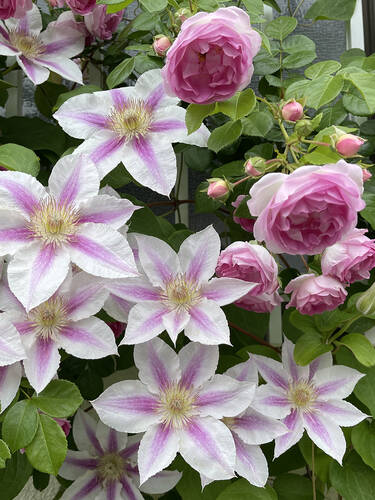 Kletterpflanzen - Rose & Clematis-Traum