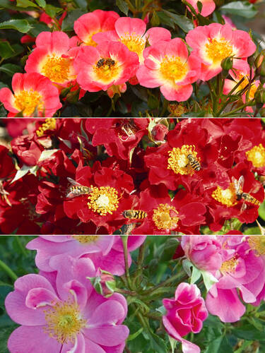 Hauptbild des Artikels "Rosen-Set Bienweide�" (Bildbeschreibung ist in Arbeit)