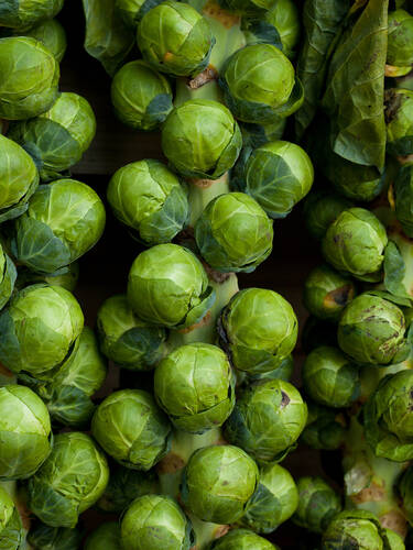 Hauptbild des Artikels "Rosenkohl Octia, F1"