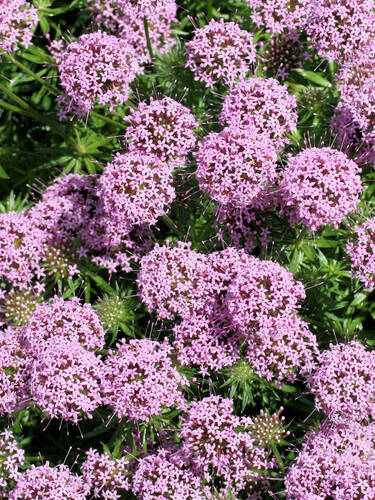 Hauptbild des Artikels "Rosenwaldmeister" aus der Kategorie "Pflanzen"