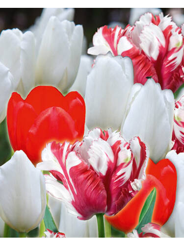 Hauptbild des Artikels "Rot-Weie-Tulpenmischung" aus der Kategorie "Blumenzwiebeln"