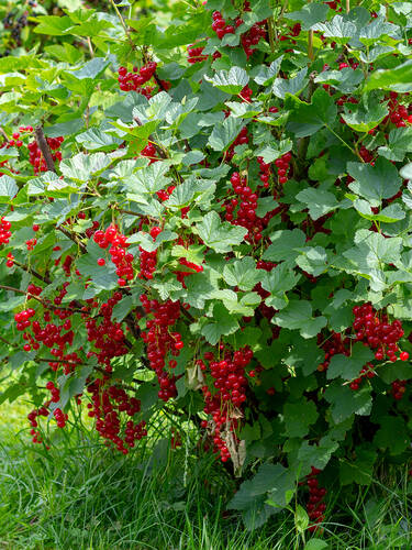 Hauptbild des Artikels "Rote Johannisbeere Rovada (Busch)"