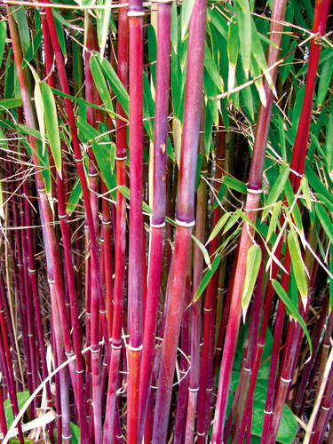 Roter Gartenbambus Jiuzhaigou