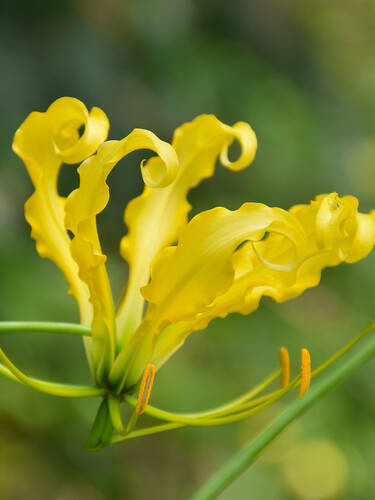 Blumenzwiebeln - Ruhmeskrone Lutea
