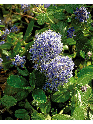 Ziergehlze - Sckelblume Gloire de Versaille