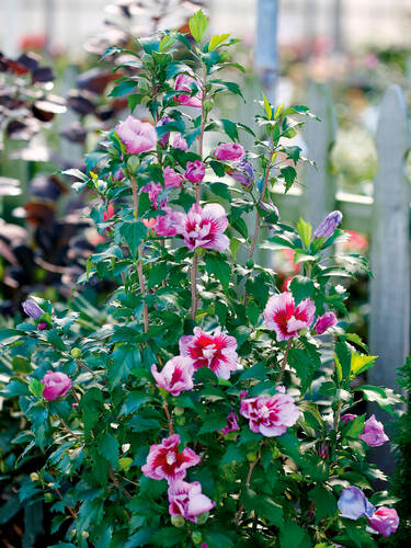 Ziergehlze - Sulen-Eibisch Flower Tower Purple