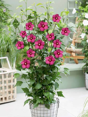 Hauptbild des Artikels "Sulen-Eibisch Flower Tower Ruby"