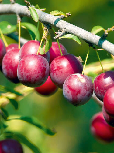 Obstbaum - Sulen-Pflaume Ruby