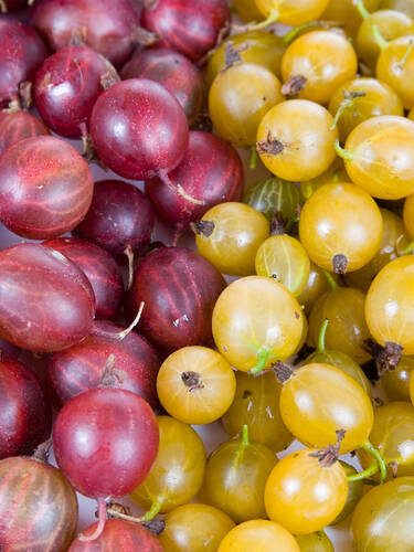 Hauptbild des Artikels "Sulen-Stachelbeeren-Spar-Set"