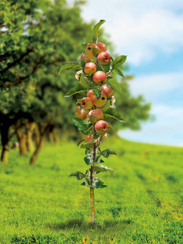 Säulenapfel James Grieve Super Compact® Obstgehölze Apfelbäume | 