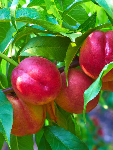 Obstbaum - Sulennektarine Alice-Col