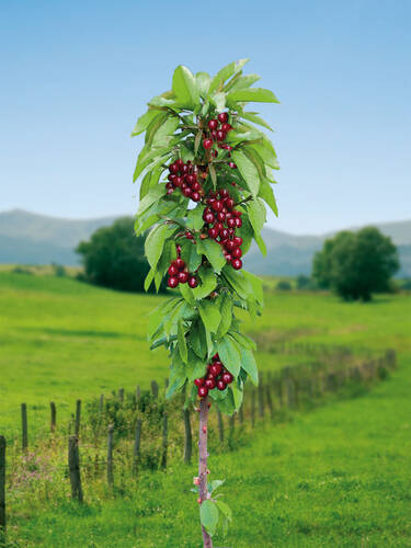 Hauptbild des Artikels "Sulenskirsche Helena" aus der Kategorie "Kischbaum"