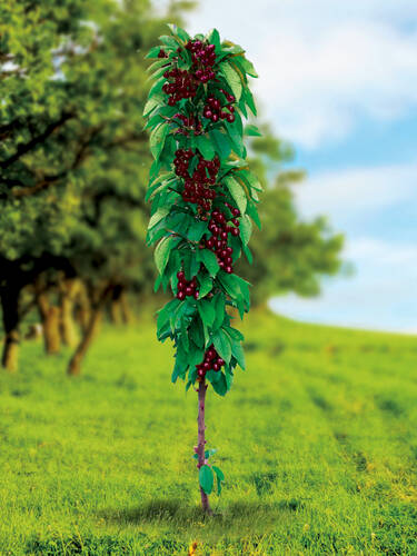 Hauptbild des Artikels "Sulensauerkirsche Boas" aus der Kategorie "Kischbaum"