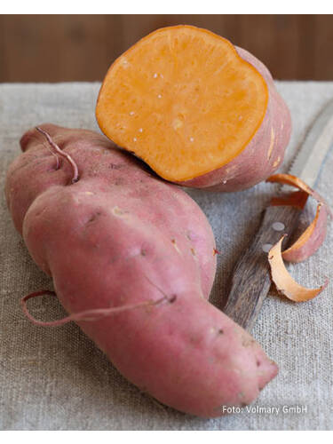 Hauptbild des Artikels "Skartoffel Erato Orange" aus der Kategorie "Gemsejungpflanzen"