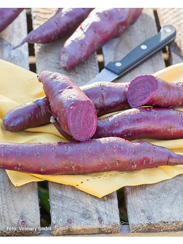 Hauptbild des Artikels "Skartoffel Erato Violet" aus der Kategorie "Gemsejungpflanzen"