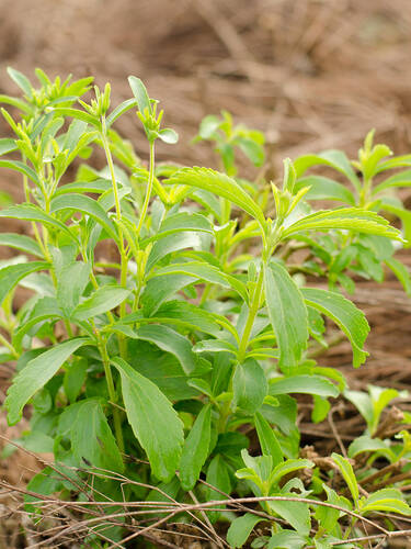 Kruterpflanzen - Skraut - Stevia