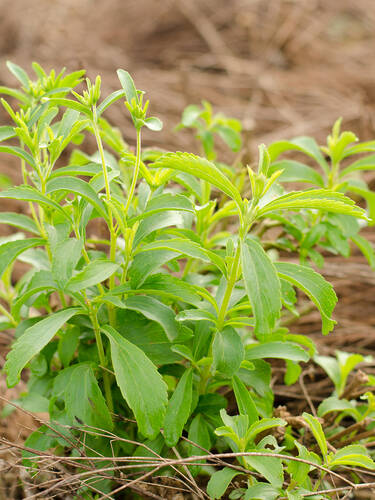 Hauptbild des Artikels "Skraut - Stevia" aus der Kategorie "Kruterpflanzen"