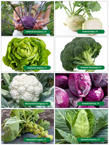 Hauptbild des Artikels "Saatschalen - Profisorten" (Bildbeschreibung ist in Arbeit)