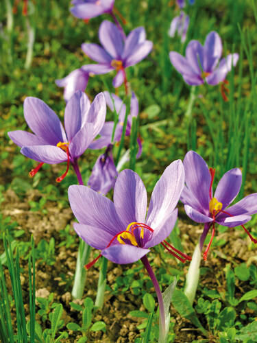 Hauptbild des Artikels "Safran-Krokus"