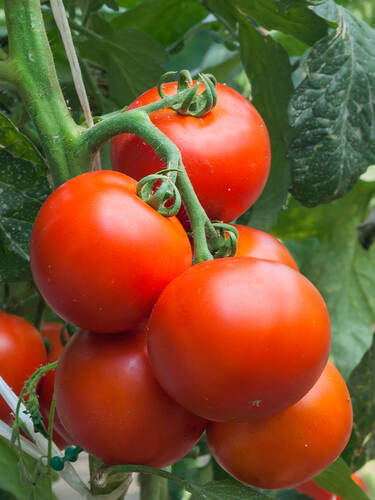 Hauptbild des Artikels "Salattomate Paoline, F1"