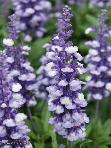 Hauptbild des Artikels "Salvie Farina� Arctic Blue" (Bildbeschreibung ist in Arbeit)