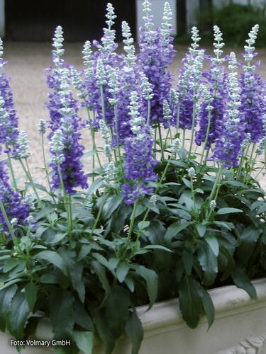 Hauptbild des Artikels "Salvie Farina Bicolor Blue"