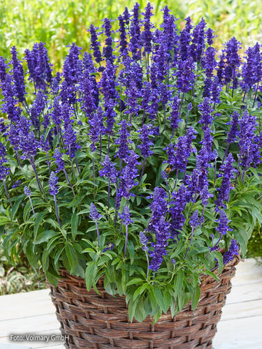 Hauptbild des Artikels "Salvie Farina Blue" aus der Kategorie "Blumen Jungpflanzen"