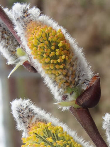 Ziergehlze - Salweide Gold- Bienenktzchen