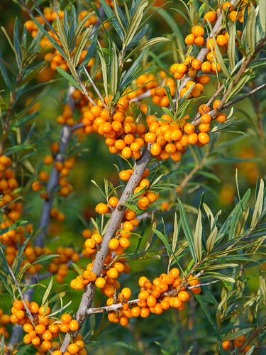 Wildobst - Sanddorn Friesdorfer Orange