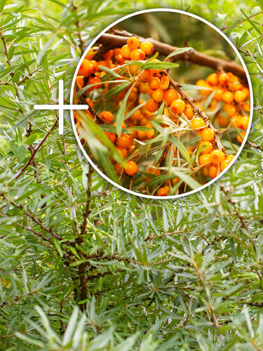 Hauptbild des Artikels "Sanddorn-Set" aus der Kategorie "Obstgehlze"