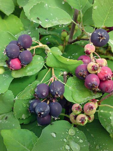 Wildobst - Saskatoonbeere Greatberry Garden