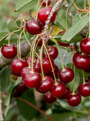 Kischbaum - Sauerkirsche Debreceni Botermo