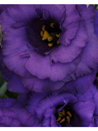 Hauptbild des Artikels "Schnkelch ABC-Serie Blue, F1"