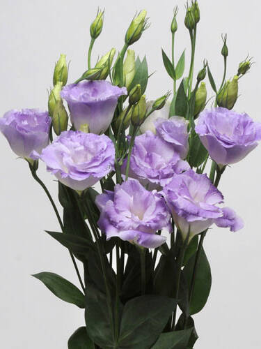 Hauptbild des Artikels "Schnkelch ABC-Serie Misty Blue, F1"