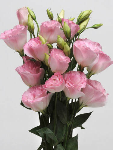 Hauptbild des Artikels "Schnkelch ABC-Serie Misty Pink, F1"