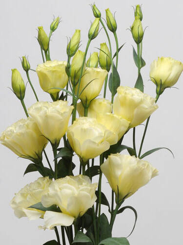 Hauptbild des Artikels "Schnkelch ABC-Serie Yellow, F1"