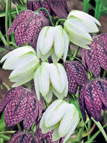 Hauptbild des Artikels "Schachbrettblumen-Prachtmischung" aus der Kategorie "Blumenzwiebeln"