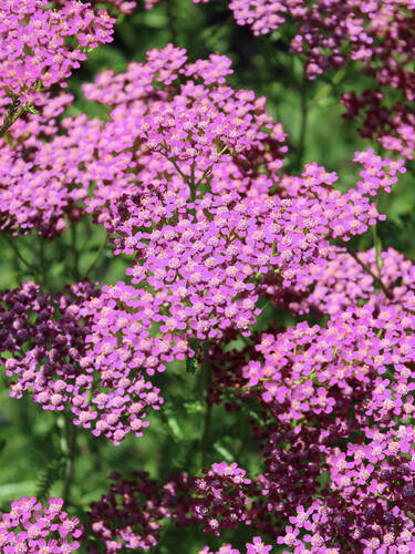 Hauptbild des Artikels "Schafgarbe Lilac Beauty" (Bildbeschreibung ist in Arbeit)